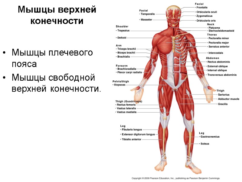 Мышцы верхней конечности  Мышцы плечевого пояса Мышцы свободной верхней конечности.